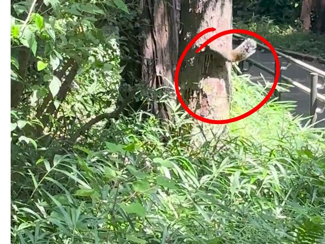 陣ケ下渓谷公園リス