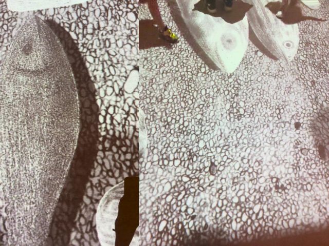 地面に現れる魚