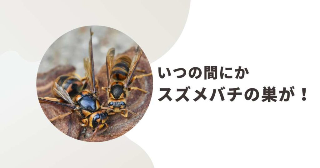 スズメバチの駆除