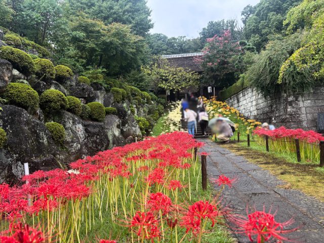 西方寺の赤い彼岸花