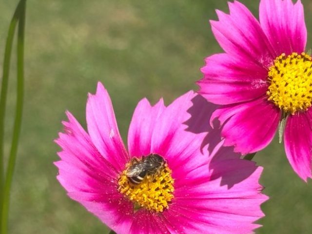 里山ガーデンフェスタのコスモスに集まる虫