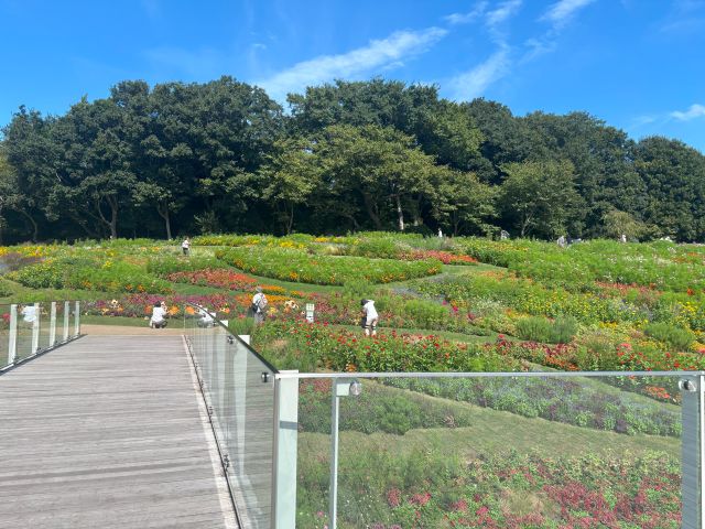 里山ガーデンフェスタ大花壇