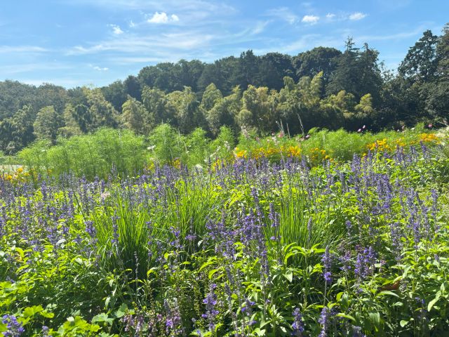 里山ガーデンフェスタの花畑k