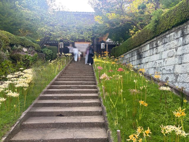 山門前の彼岸花