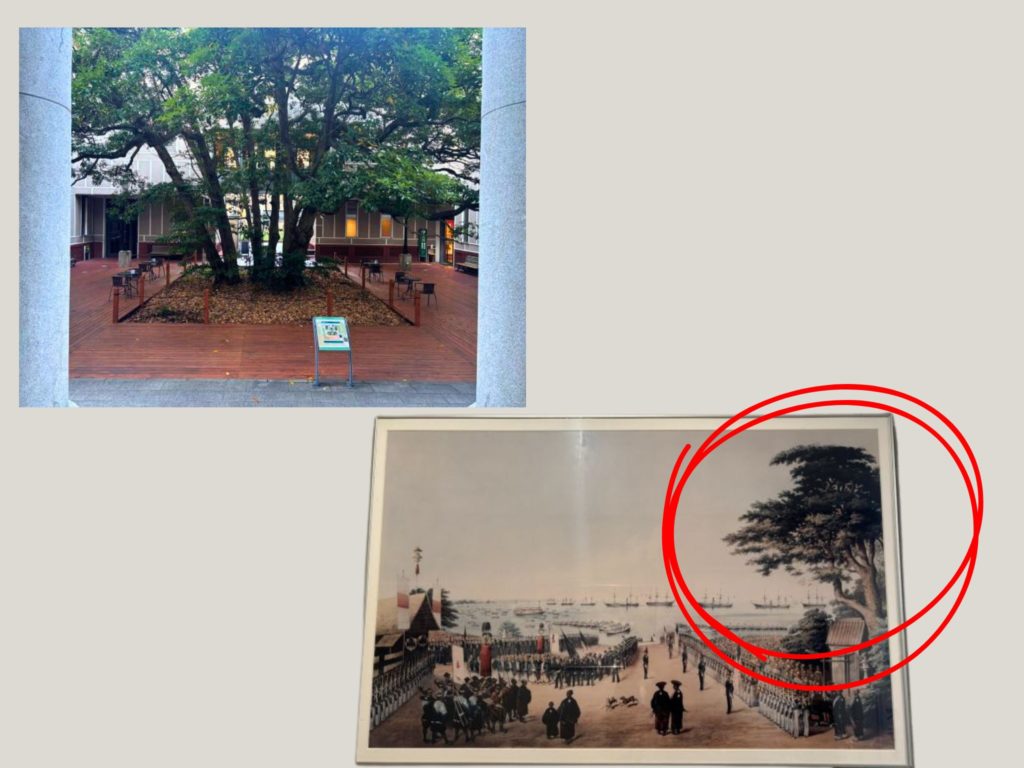 ハイネ画「ペリー総督・将兵の横浜上陸図」と現在のたまくすの木