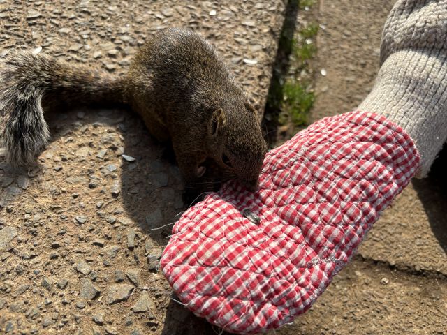 ミトンの上のひまわりの種をリスが食べる様子