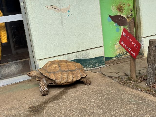 町田リス園にいるリクガメ