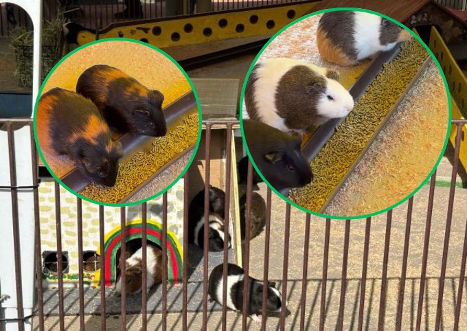 町田リス園のモルモットたち