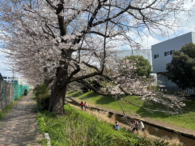 江川せせらぎ緑地の枝ぶりの良い桜