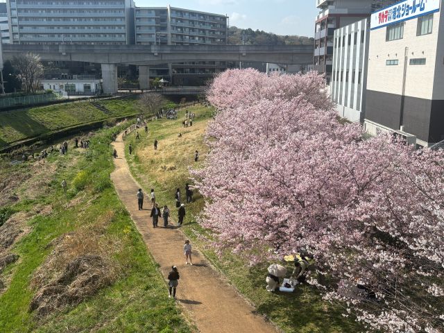 早渕川沿いの桜