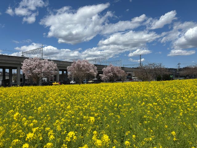 川和駅近くの菜の花と桜