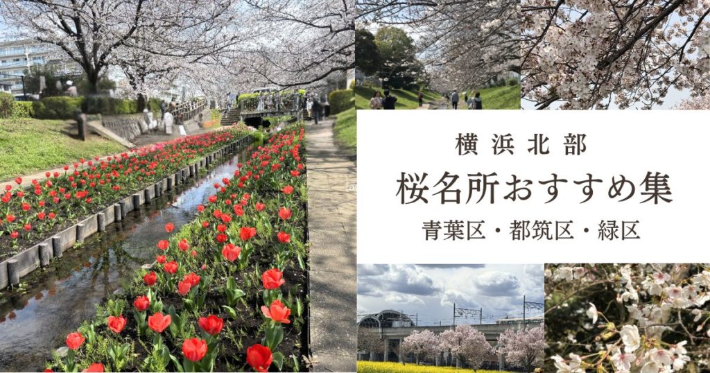 横浜北部の桜スポットまとめ｜青葉区・都筑区・緑区のお花見名所
