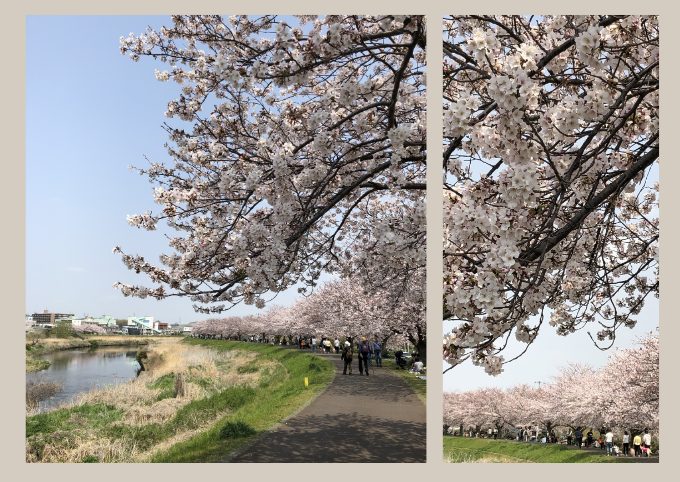 鴨居駅近くの川沿いに広がる桜並木