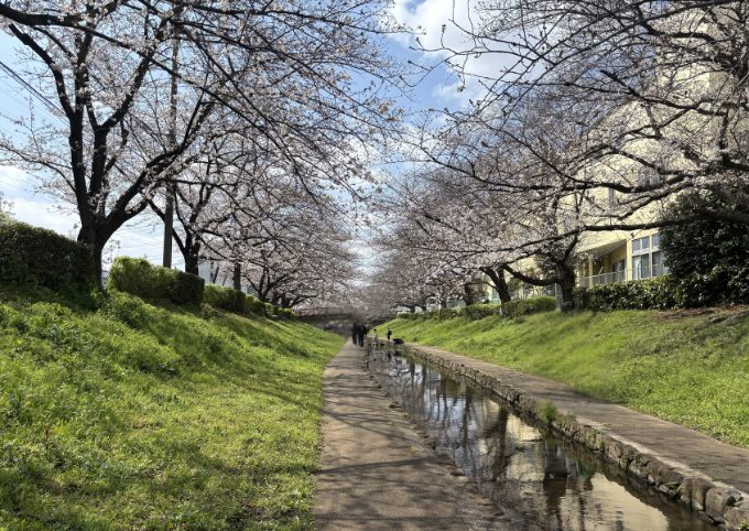 江川せせらぎ緑地の小川