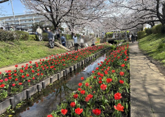 多くの人が花を楽しむところ