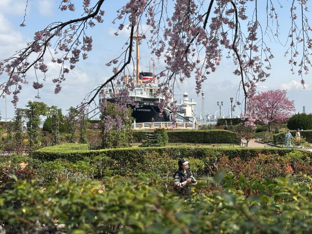 山下公園のしだれ桜