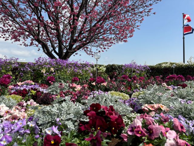港の見える丘公園の桜