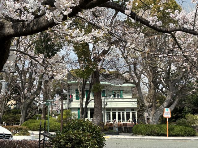 エディスマン邸と桜