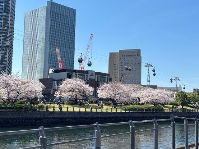 みなとみらい汽車道桜