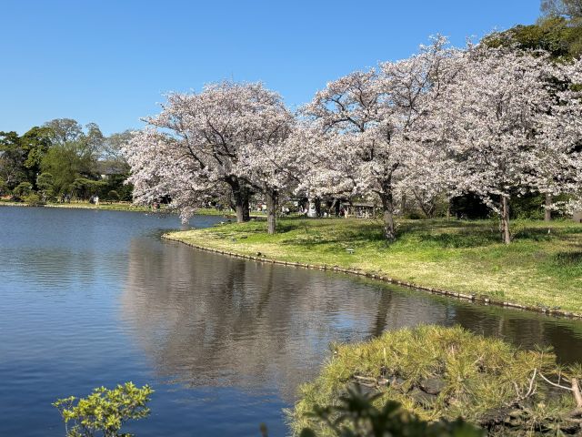 三渓園池のほとりに咲く桜