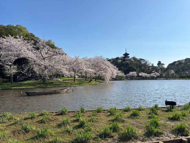 三渓園の桜と三十の塔