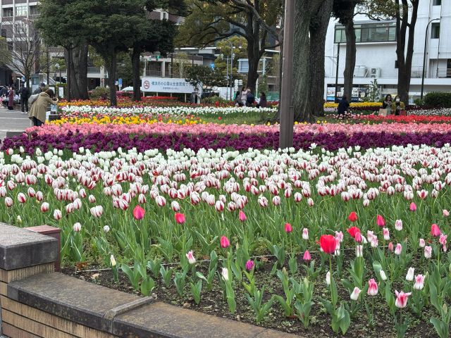 横浜公園のチューリップ